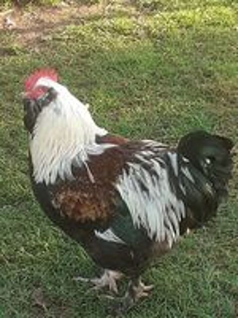    Oeufs poule coq FAVEROLLES ALLEMANDE 