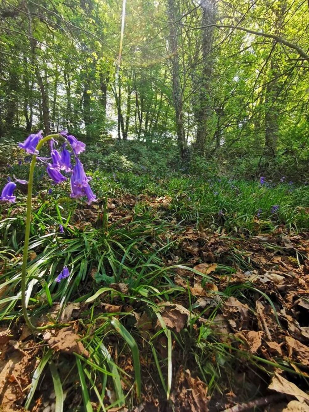 Vente Terrain Rare pépite bois, verger, ruisseau Poullaouen