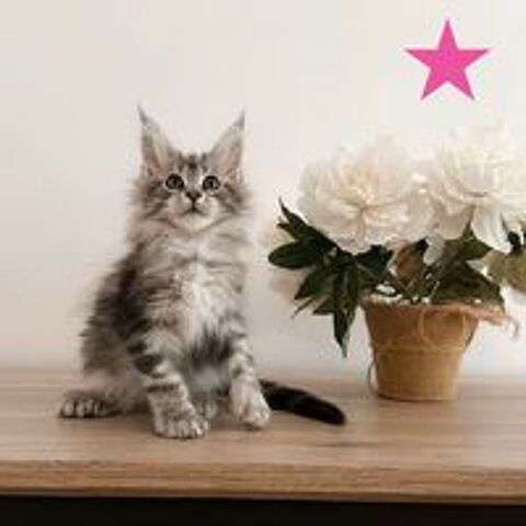   Chaton Maine Coon PP LOOF  