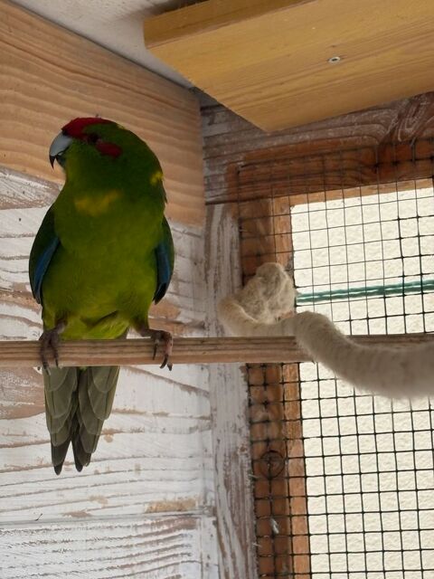 Perruches  40 22120 Hillion