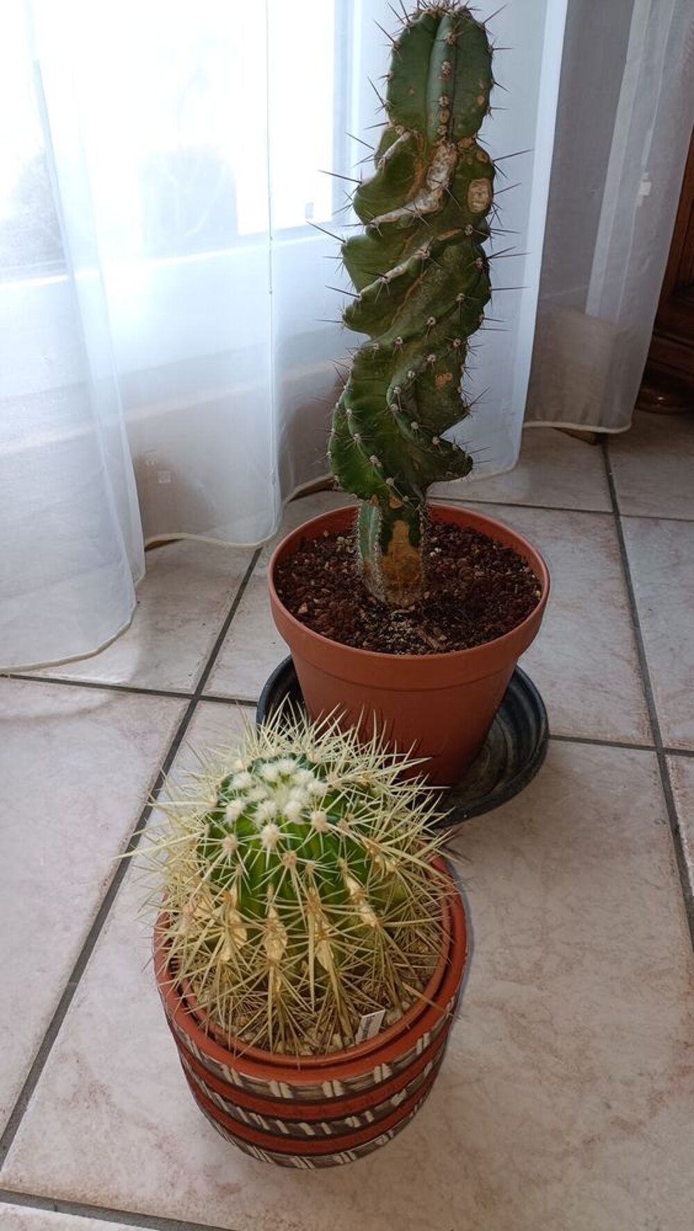 cactus diff&eacute;rentes tailles 
Jardin