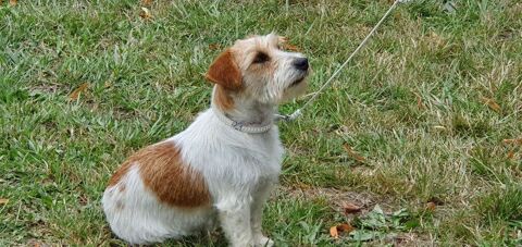 Recherche Sweeney femelle de race  jack Russell poil dur 0 61120 Vimoutiers