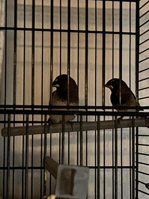 Oiseaux 10 24340 Champeaux-et-la-chapelle-pommier