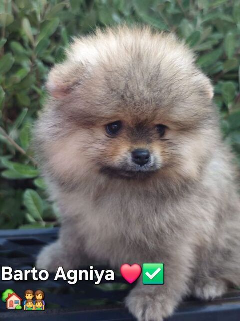 2 chiots Spitz Petit LOF 2400 37530 Mosnes