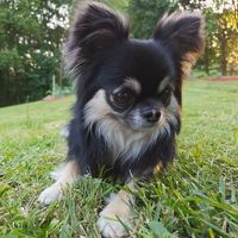   Chihuahua 2 ans poil long tricolore Noir -Beige - Feu 