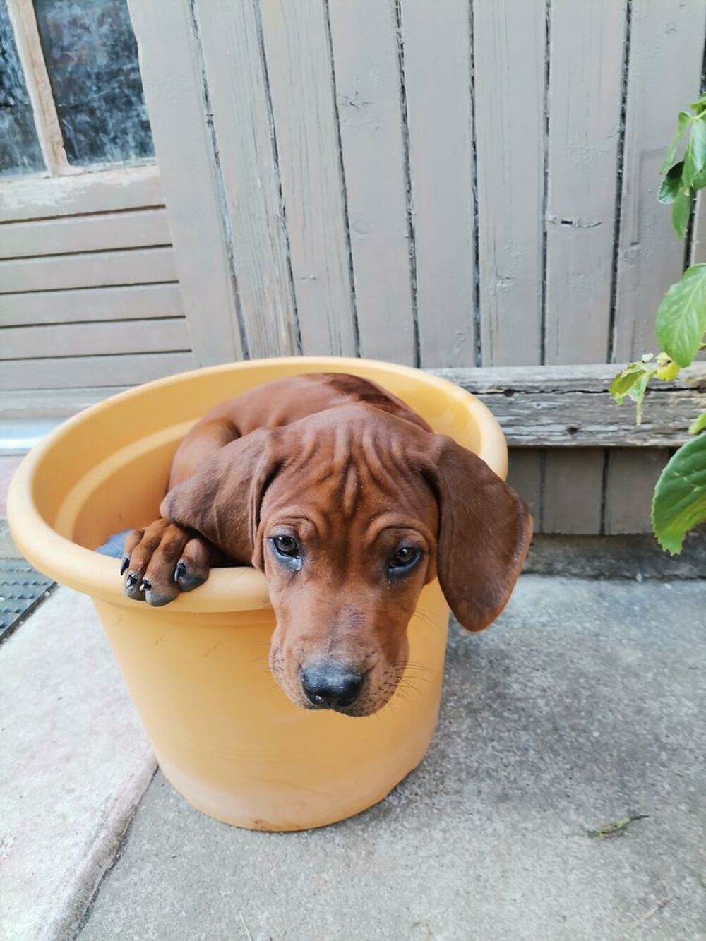   chiots rhodesian ridgeback 
