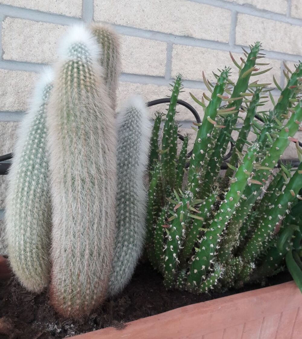 Jardini&egrave;re avec 4 cactus Décoration