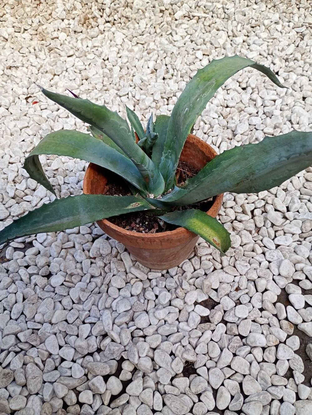 plante agave Jardin