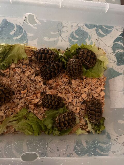 Tortue méditerranéenne de 1 an déjà acclimater 40 30000 Nmes
