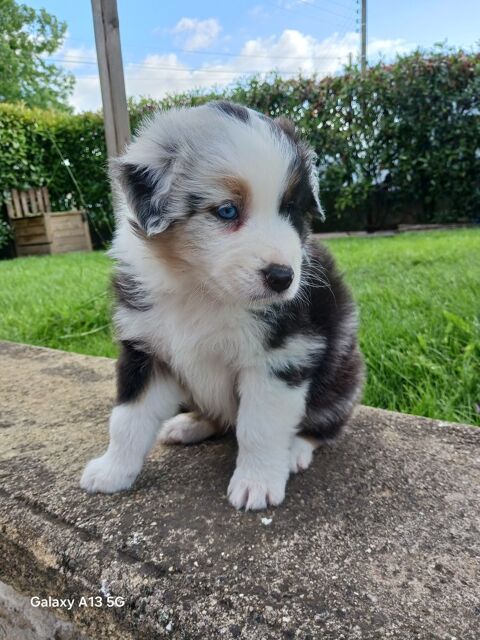 Chiots Bergers Australiens LOF 800 42490 Fraisses