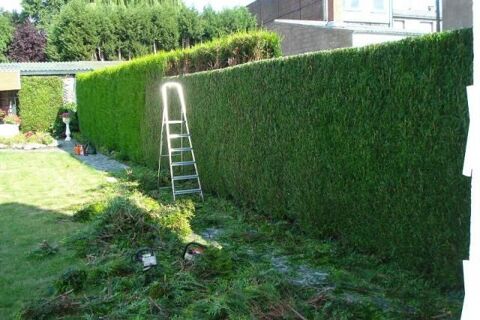 ENTRETIEN DIVERS DU JARDIN-JARDINAGE-TAILLE DE HAIES.... 0 31120 Pinsaguel
