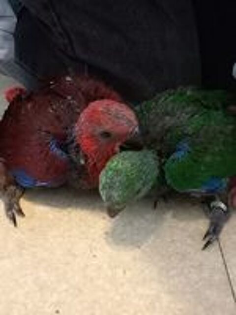   Eclectus eam 