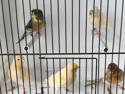 Canaris m&acirc;le 2026 10 62210 Avion