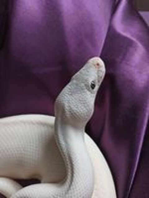   Python royal mâle BEL 