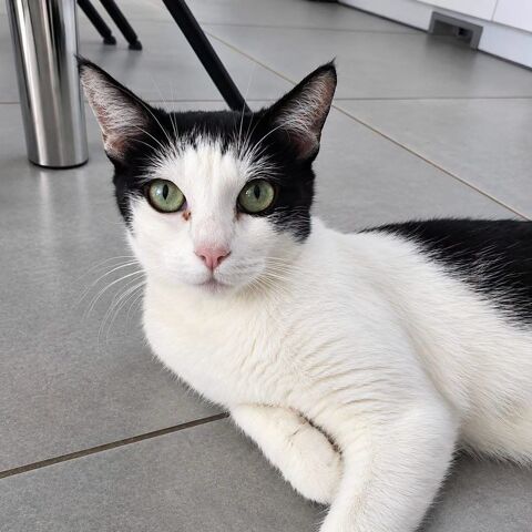 Pralinette - douce minette 100 26600 Crozes-hermitage