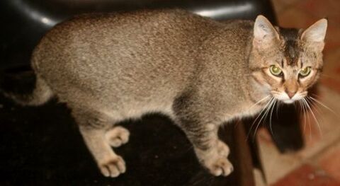 ABBYS CHAT BRUN 2 ANS 1/2 195 92260 Fontenay-aux-roses