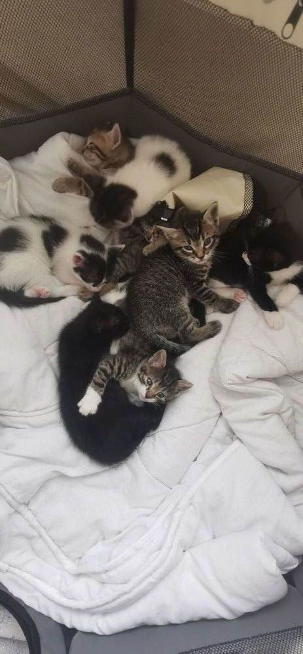   DON DE CHATONS POUR FAMILLES BIENVEILLANTE 