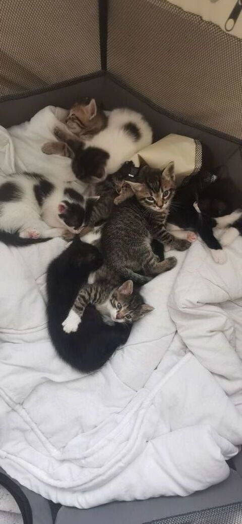 DON DE CHATONS POUR FAMILLES BIENVEILLANTE 0 93700 Drancy