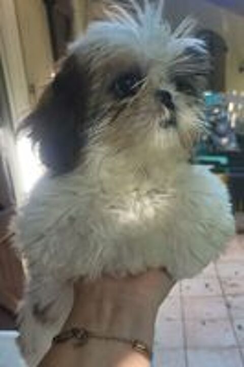   Chiots shih-tzu  
