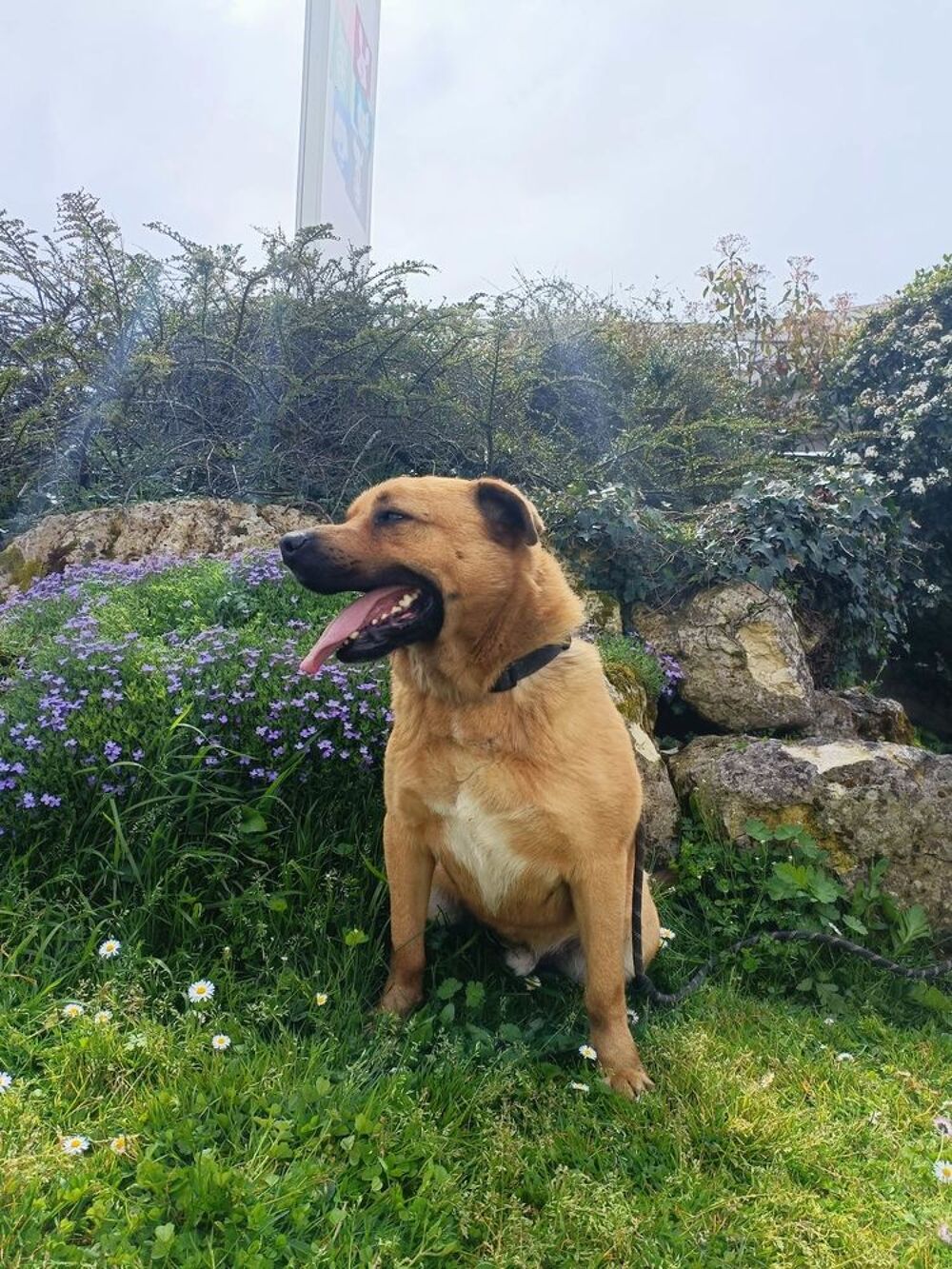   Paco mle 2ans crois malinois  