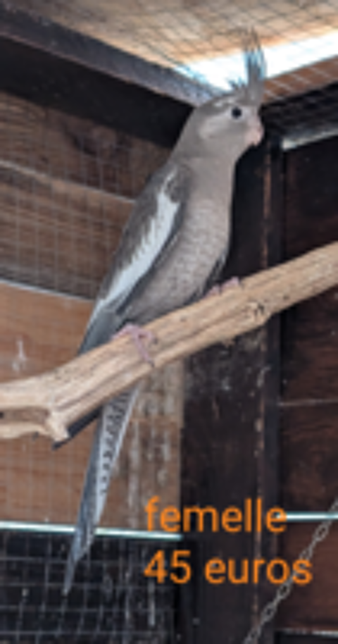  Kakarikis et calopsittes  