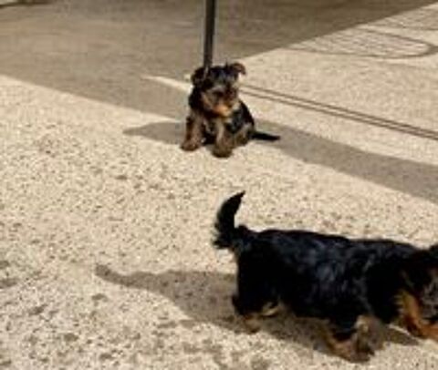   5 FEMELLES YORKSHIRE DISPONIBLE 