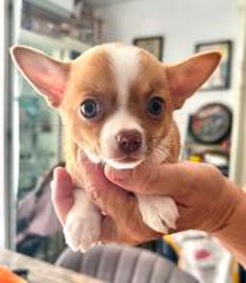   Bb femelle chihuahua  