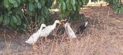   Canard et cane coureur indien  