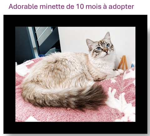 🐱 Adorables chats sociables 10 mois &agrave; adopter sous contrat associatif avec engagement de bientraitance 🐾 300 31100 Toulouse