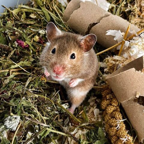 🐹💚 RECHERCHE ADOPTANT OU FAMILLE D'ACCUEIL– DIVYA, HAMSTER SYRIENNE 💚🐹 35 26100 Romans-sur-isère