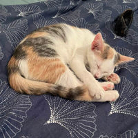   TARA 