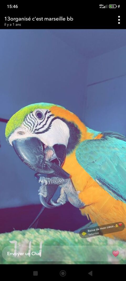 Perroquet ararauna 1150 13011 Marseille