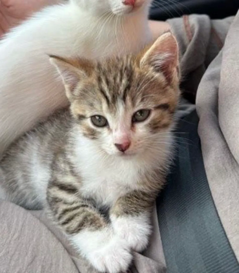 ADORABLES CHATONS MALES HABITUES AUX ENFANTS SEVRES 0 93140 Bondy