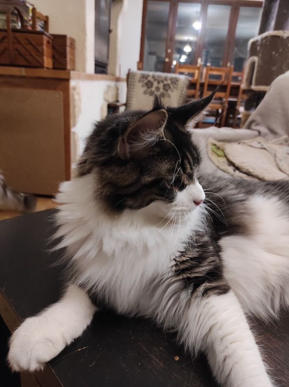   Atlantis des Anges Soyeux, Jeune Maine Coon 