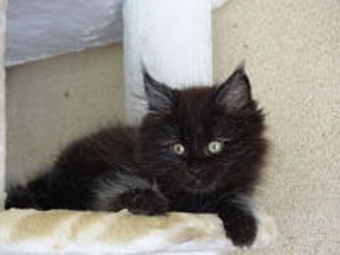  4 magnifiques chatons persan chinchillas x maine coon  