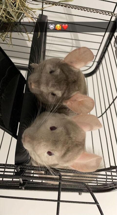 Couple chinchilla 150 57780 Rosselange