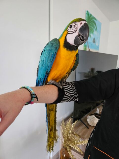 Perroquets Ara ararauna femelles &eacute;lev&eacute;es main 1500 71580 Beaurepaire-en-bresse