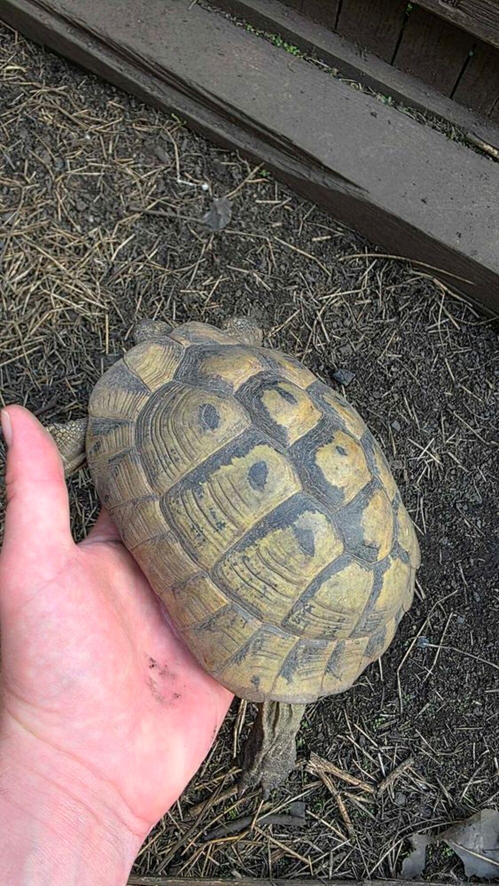 Tortue femelles repro plus de 20 ans Jardin