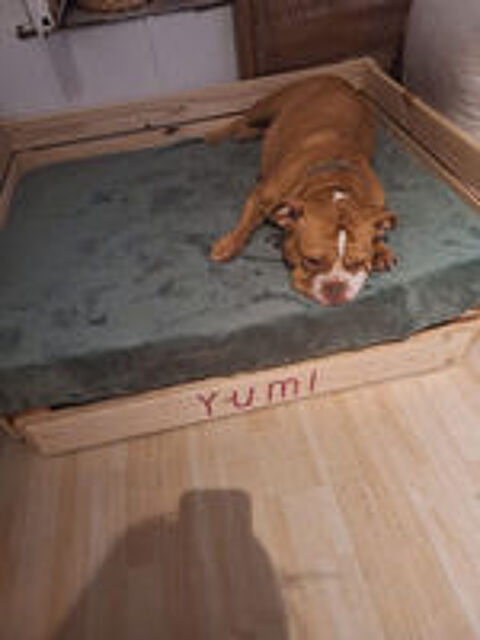   Canap pour chien ? Confort & style  petit prix 