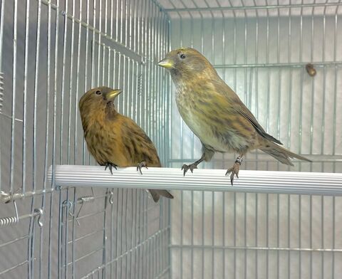 Tr&egrave;s Beau Couple Form&eacute; De Sizerin Cabaret Cobalt Bagu&eacute; 2025 149 94450 Limeil-br�vannes