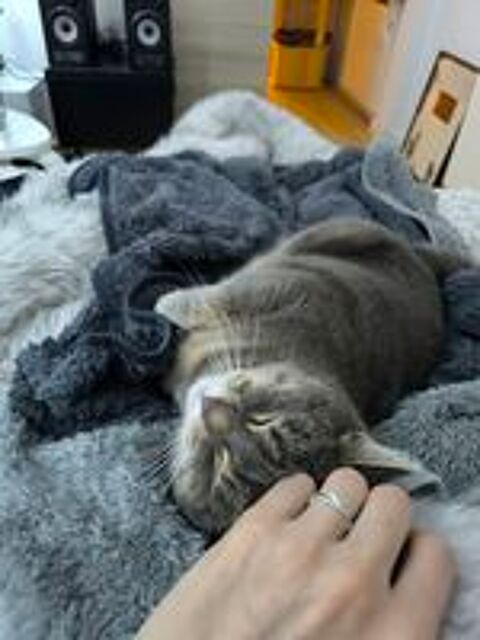   Cherche nouvelle famille pour chatte de 11 ans affectueuse 