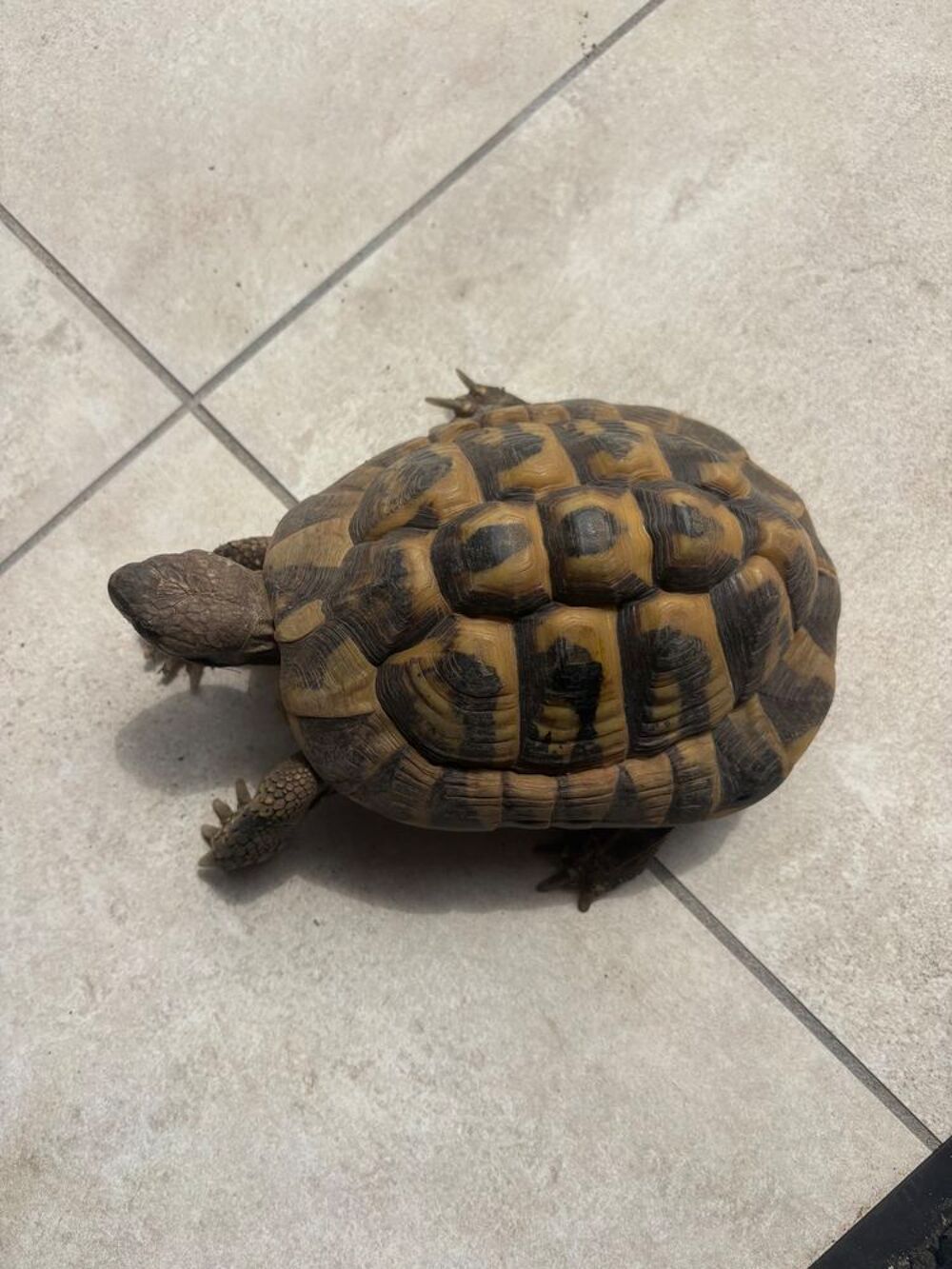   Tortue Herm 10 ans  
