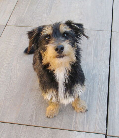 Valdo est à l'adoption! 0 34000 Montpellier