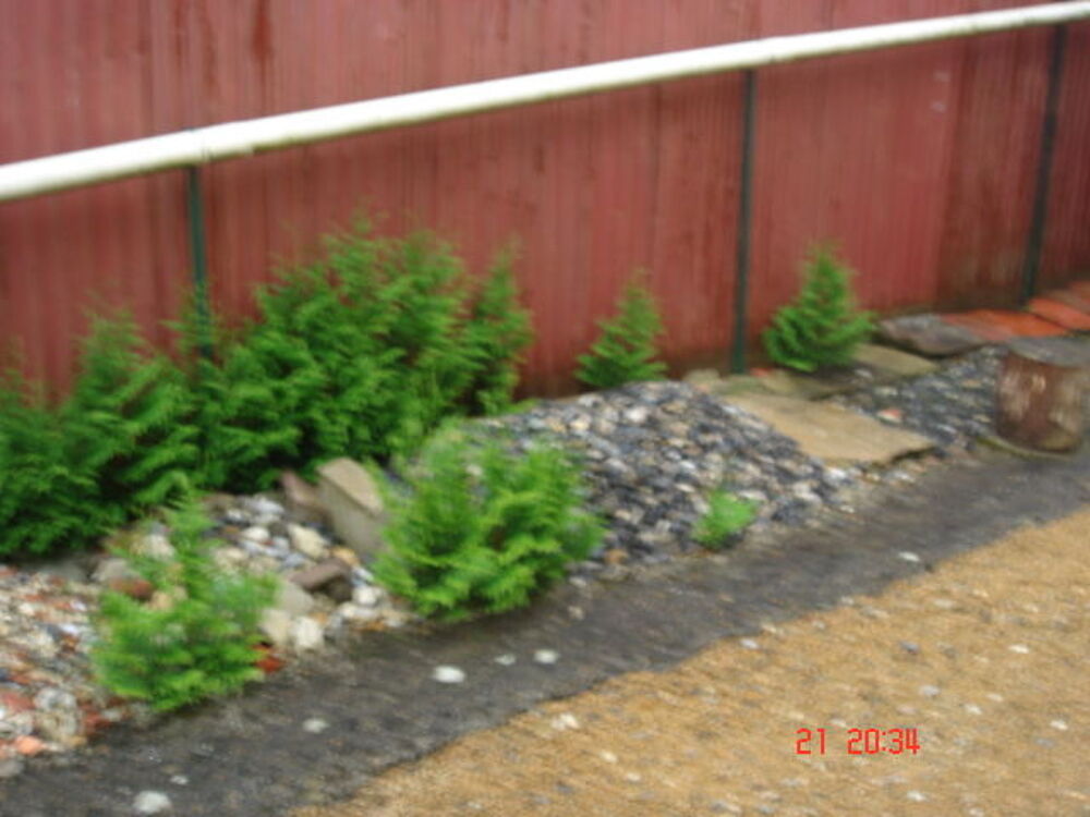 Don repousses de thuyas Jardin