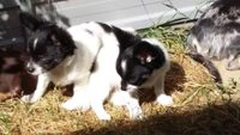   Disponibles chiots chihuahua poils longs 