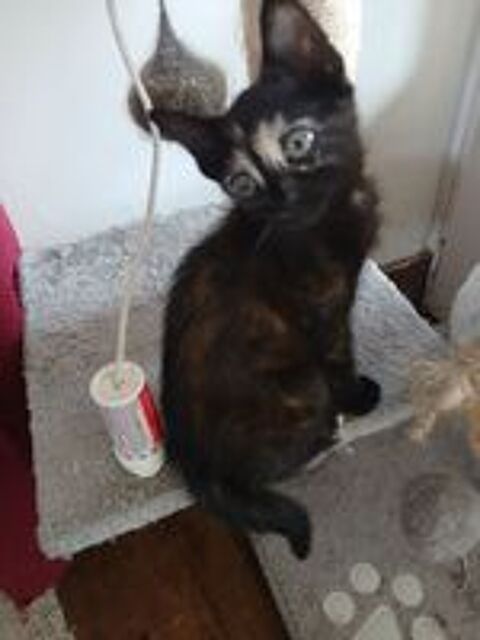   Donne 2 petite chattes de presque 3 mois  