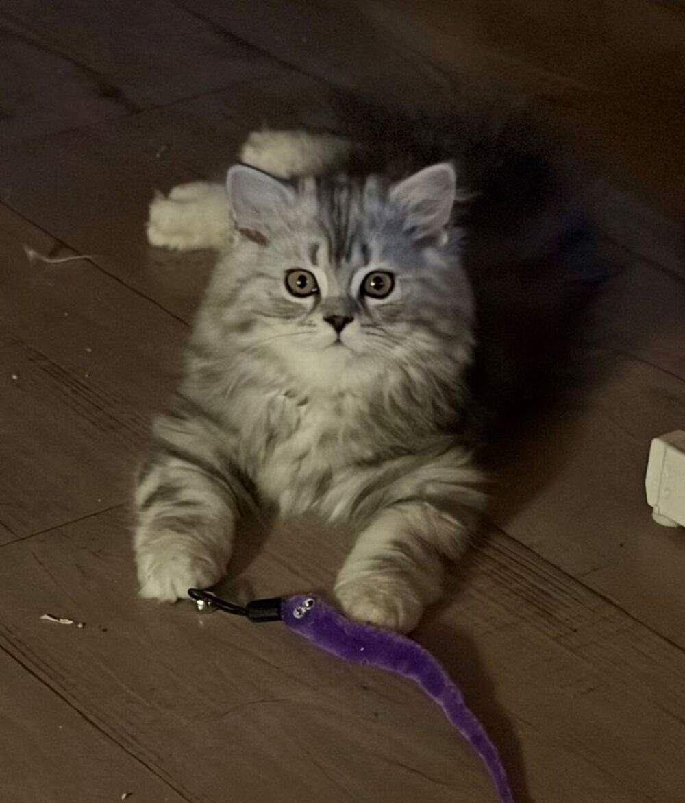   Chatons Highland Straight LOOF
