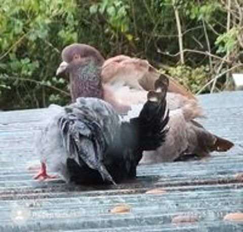   Couple de pigeon de chair 