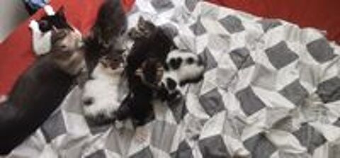   DON DE CHATONS POUR FAMILLES BIENVEILLANTE 