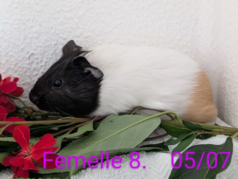 Cochon d'Inde 40 51700 Troissy